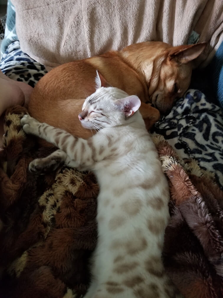 dog and cat sleeping