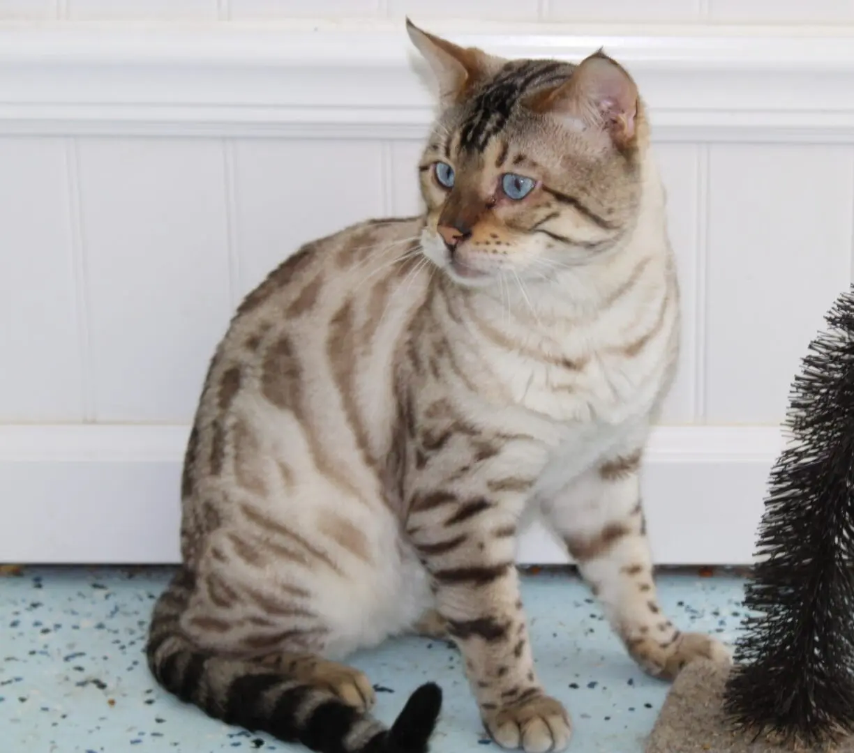 A cat sitting on the ground next to a door.