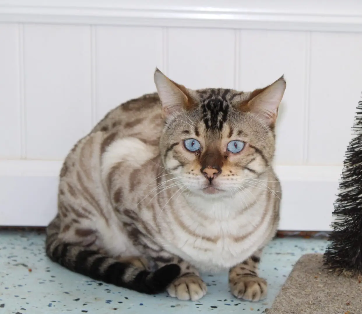 A cat sitting on the ground looking at something.